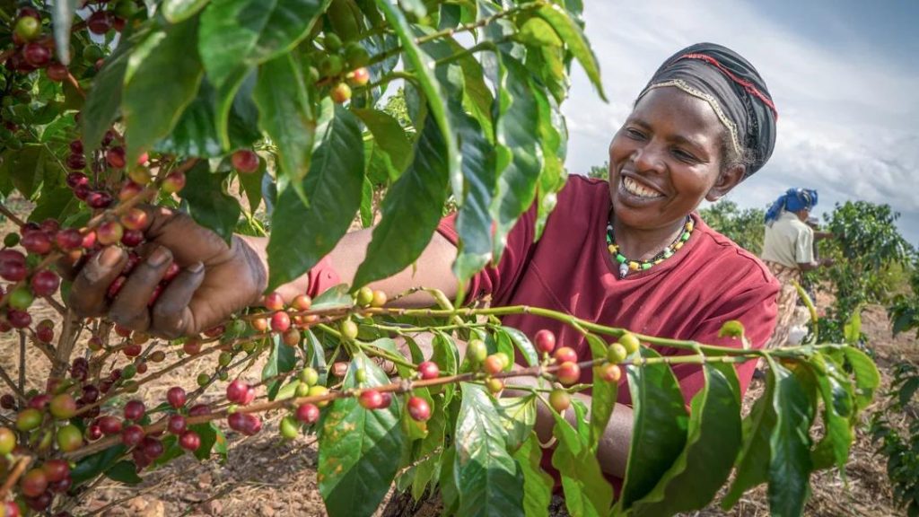Female coffee producer pictured with coffee plant